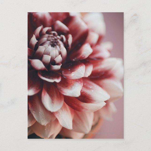 Närbild på vattendroppar på en blomma vykort (Framsida)