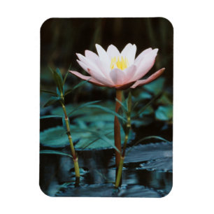 Närbild på vattenlilja vid Inle sjö Magnet