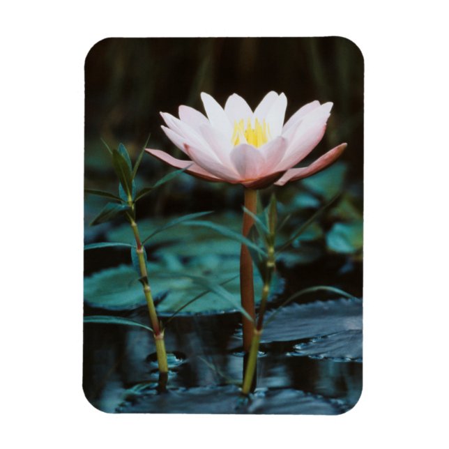 Närbild på vattenlilja vid Inle sjö Magnet (Vertikal)