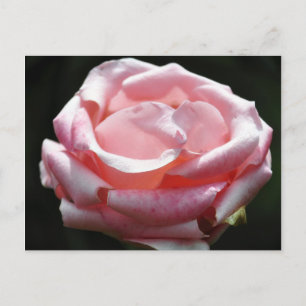 Närbild rosa ros 2 vykort