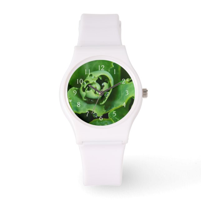 Närbild, saftig växt med vattendroppar armbandsur (Framsida)