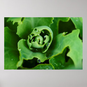 Närbild, saftig växt med vattendroppar poster