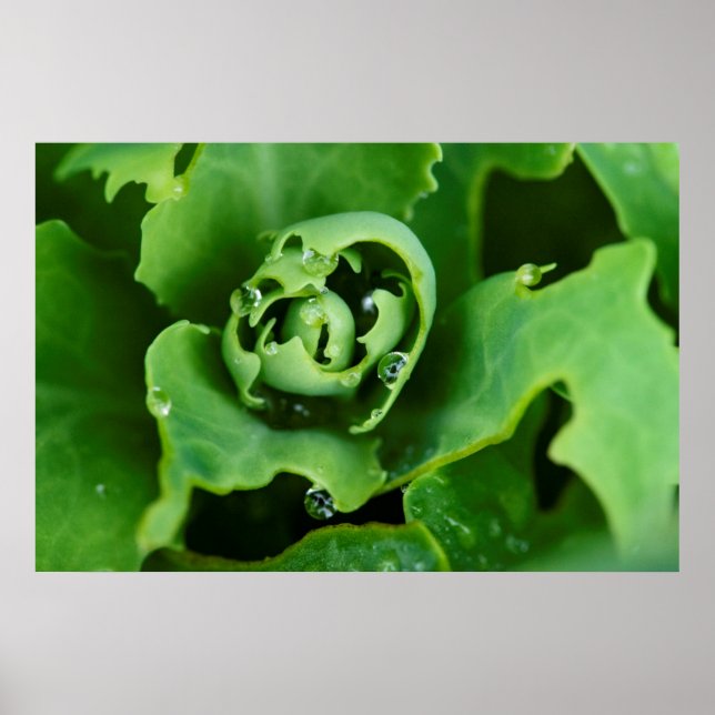 Närbild, saftig växt med vattendroppar poster (Framsidan)