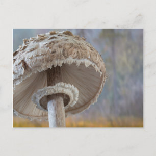 Närbild svamp undersida vykort