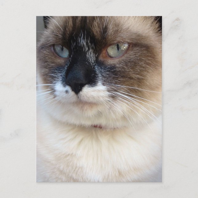 Närbild Vykort (Framsida)