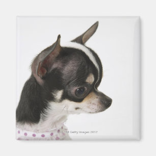 Närbilden av chihuahuaen, sida beskådar magnet