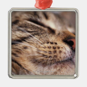 Närbilden av kattwhiskers och tystar ned julgransprydnad metall