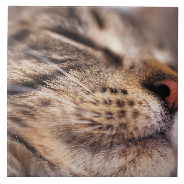 Närbilden av kattwhiskers och tystar ned kakelplatta (Framsidan)