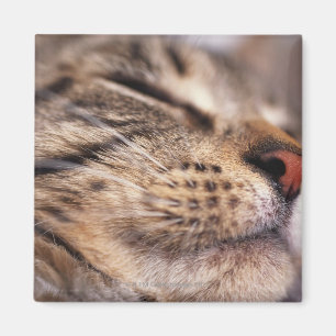 Närbilden av kattwhiskers och tystar ned magnet