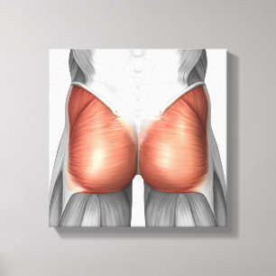 Närbilden beskådar av Gluteal muskler för Canvastryck