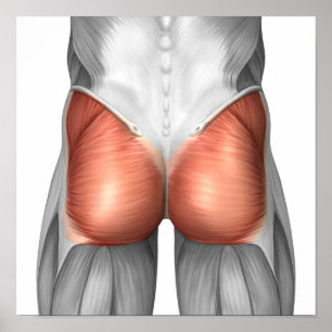 Närbilden beskådar av Gluteal muskler för Poster