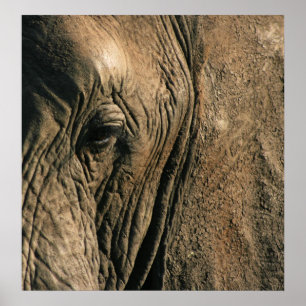Närbildfoto av det afrikanska elefantögat poster