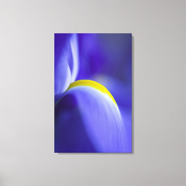 Närbildsdetalj av en blå flagga iris. canvastryck (Framsida)