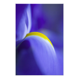 Närbildsdetalj av en blå flagga iris. fototryck