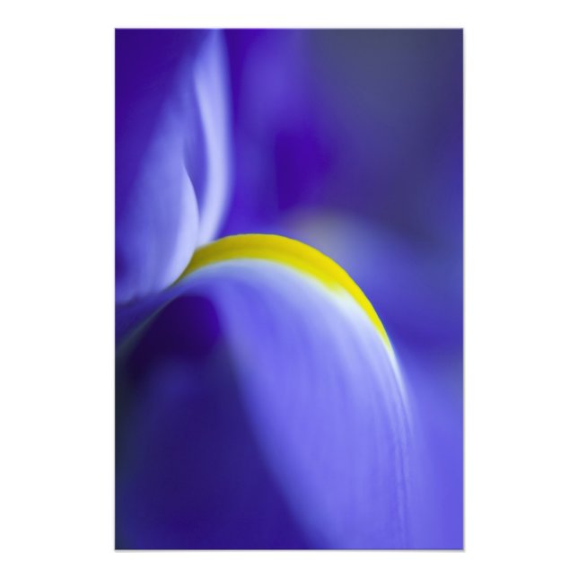 Närbildsdetalj av en blå flagga iris. fototryck (Framsidan)