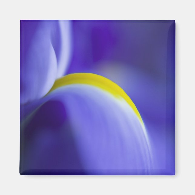 Närbildsdetalj av en blå flagga iris. magnet (Framsidan)