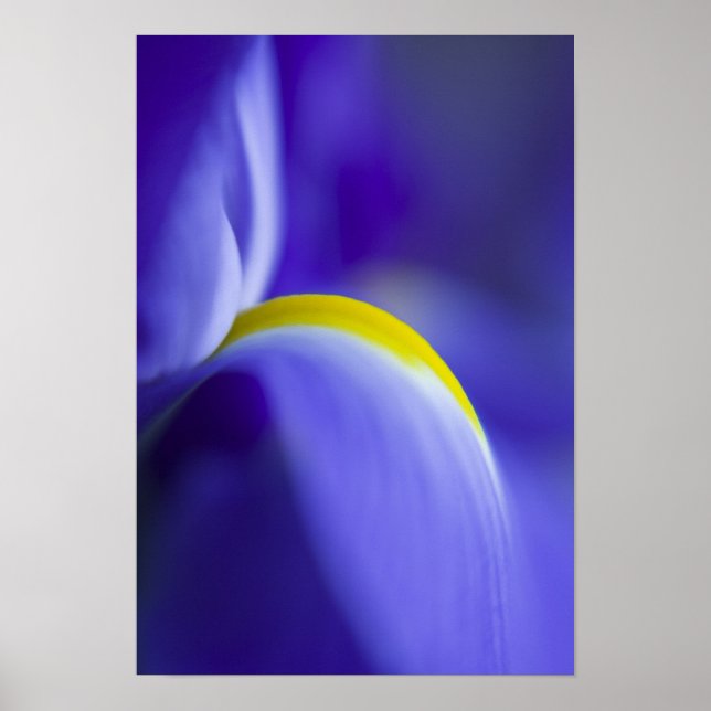 Närbildsdetalj av en blå flagga iris. poster (Framsidan)