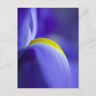 Närbildsdetalj av en blå flagga iris. vykort