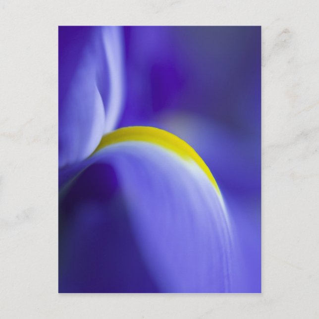 Närbildsdetalj av en blå flagga iris. vykort (Framsida)