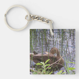 Närbildsfoto av en anka