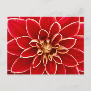 Närbildsfoto på röd Dahlia Vykort
