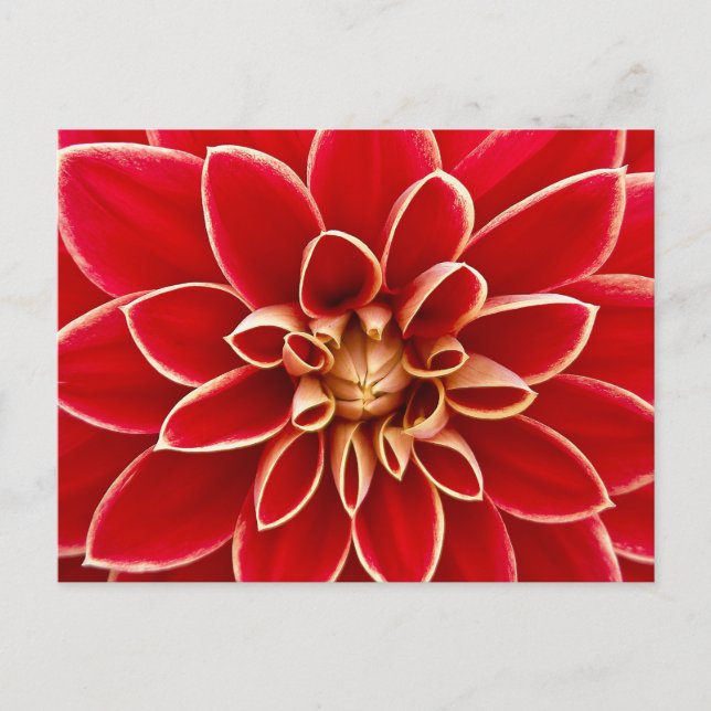 Närbildsfoto på röd Dahlia Vykort (Framsida)