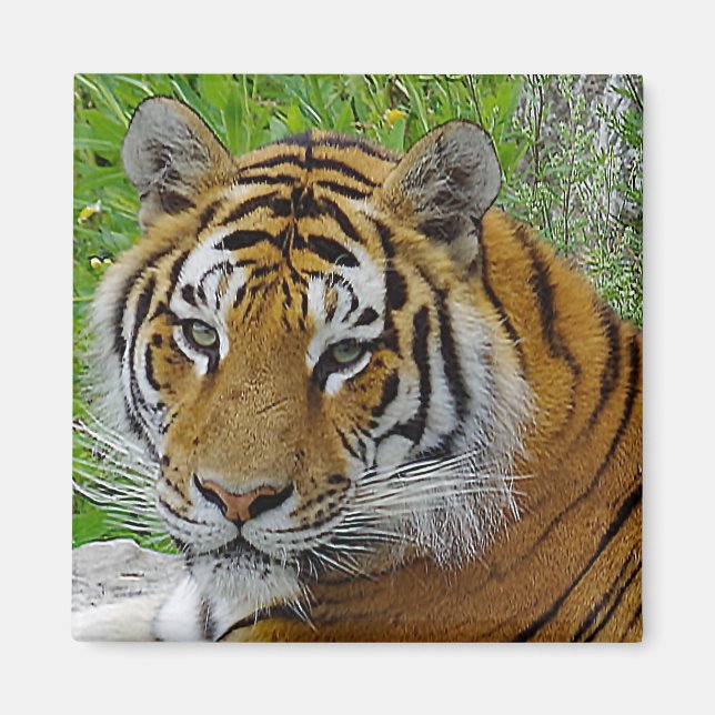 Närbildsfoto på sibirisk tigeransikte magnet (Framsidan)