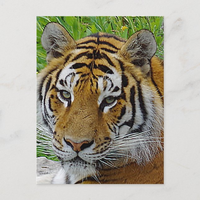 Närbildsfoto på sibirisk tigers ansikte vykort (Framsida)