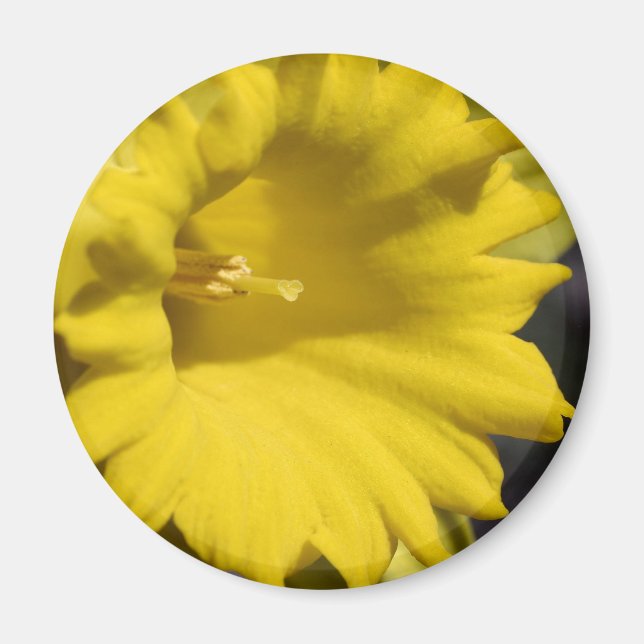 Närbildsfotografering av gul narcissblomma magnet (Framsidan)