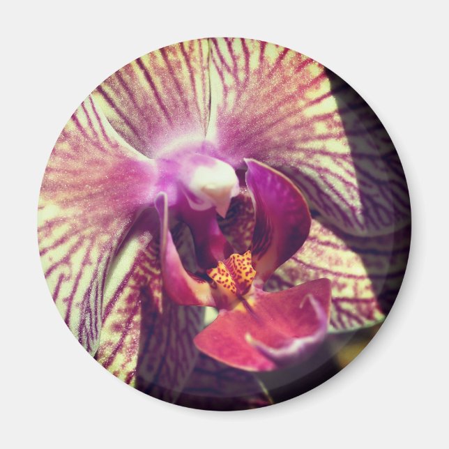 Närbildsfotografering av orkidéblomma magnet (Framsidan)