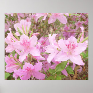 Närbildsfotografi av azaleablomning poster