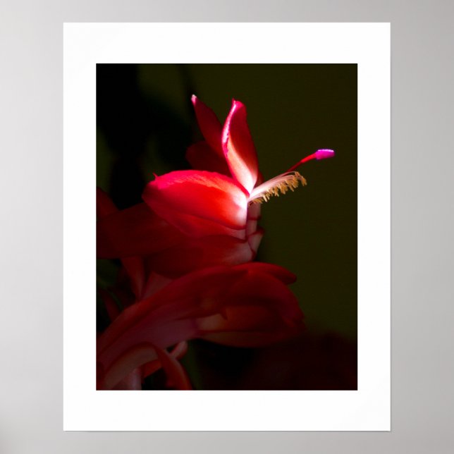 Närbildsfotografi av röd julskaktusblomma poster (Framsidan)