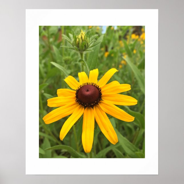 Närbildsfotografi av Rudbeckia-blomma och knopp Poster (Framsidan)
