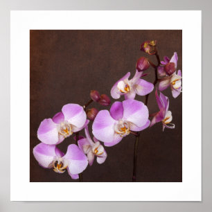 Närbildsfotografi av violett och vit orkidé poster