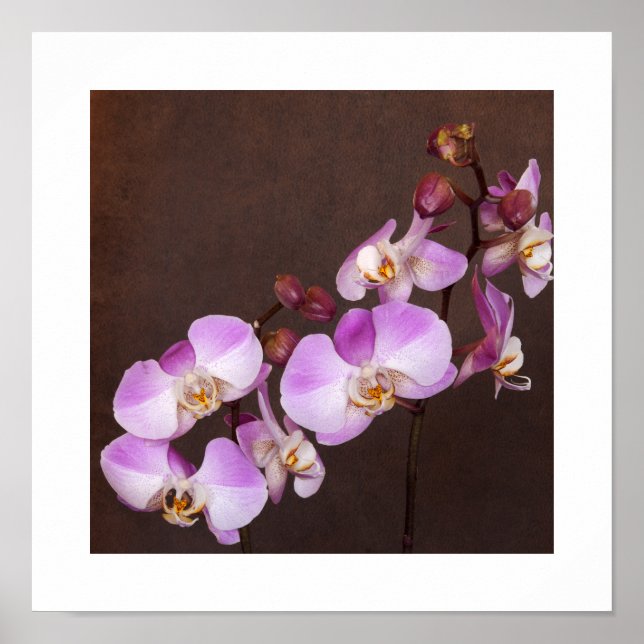 Närbildsfotografi av violett och vit orkidé poster (Framsidan)