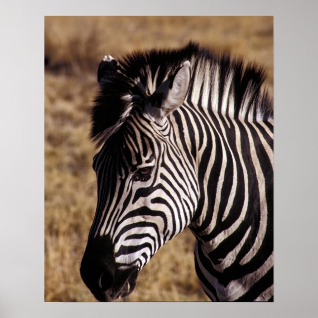 Närbildsporträtt av en zebra - Zimbabwe Poster (Framsidan)