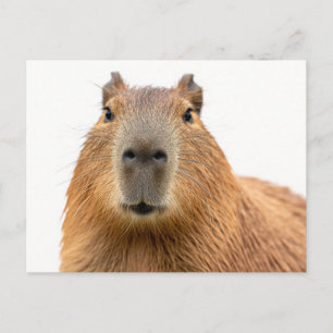 Närbildsporträtt av Kapybara Vykort