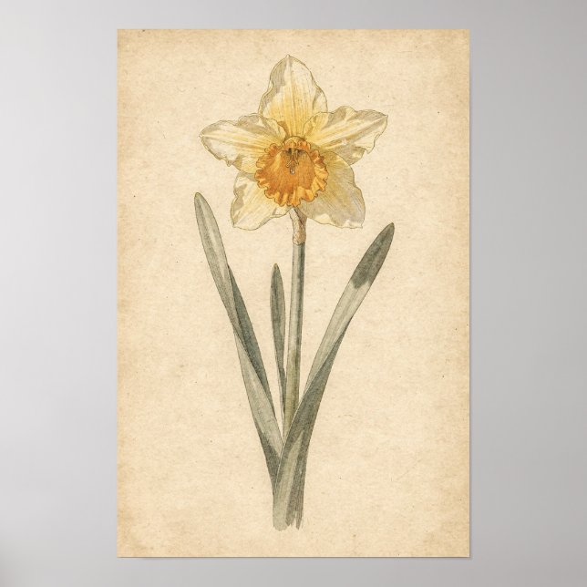 Narciss Botaniskt Tryck (Framsidan)