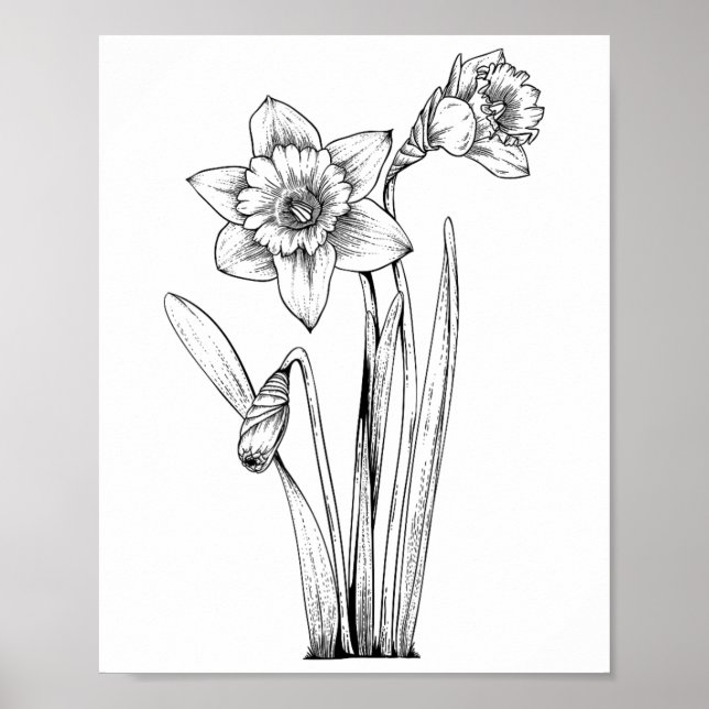 Narciss Narcisser Blommor Blommig Vår Påsk  Poster (Framsidan)
