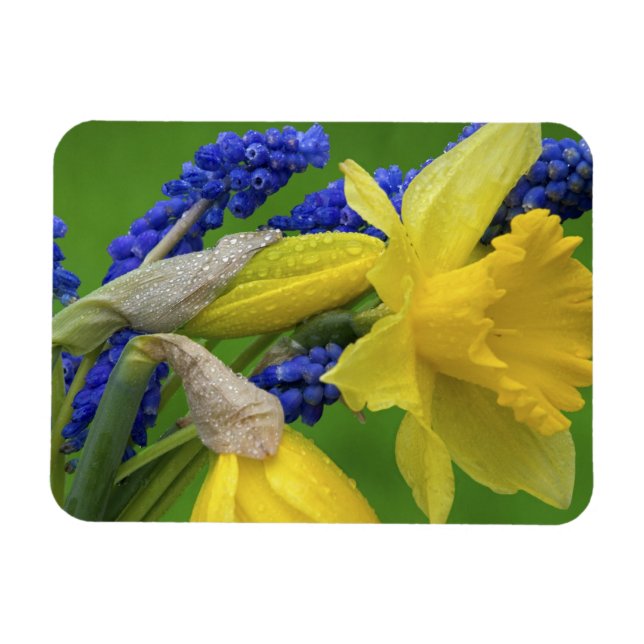 Narciss- och hyacintblommor i detalj. Foto Magnet (Horisontell)