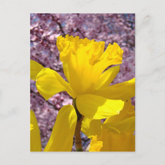 Narciss Postkort Vår Rosa Blomning Blommor Vykort (Framsida)