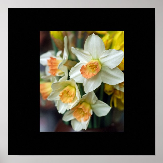 Narcissaffisch Poster (Framsidan)