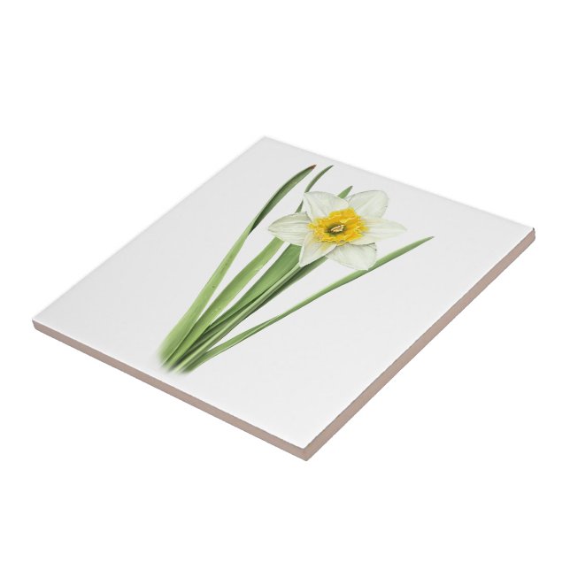Narcissblomma Kakelplatta (Sidan)