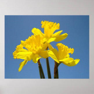 Narcissblommor affisch konsttryck Blå himmel vår