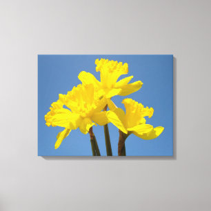 Narcissblommor Canvastryck Blå Himmel