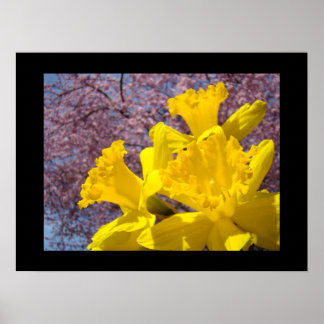 Narcissblommor Fina konsttryck Rosa trädblomning Poster