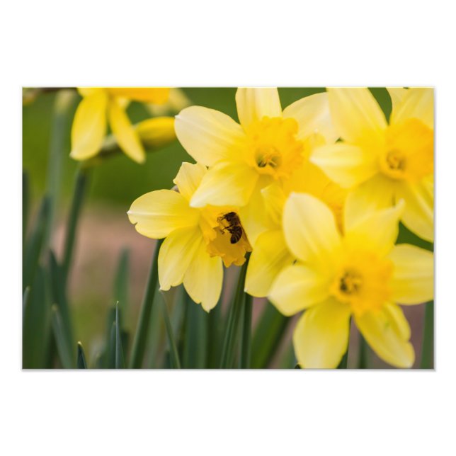 Narcissblommor Fotoavtryck Fototryck (Framsidan)