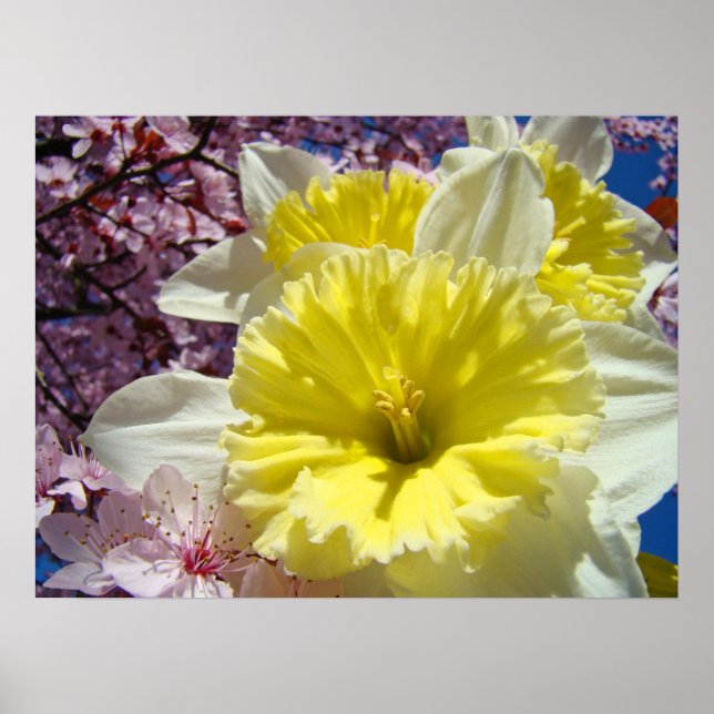 Narcissblommor konst posters tryck Vårblommor (Framsidan)