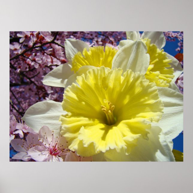 Narcissblommor konsttryck Ljust färgglatt blommoti Poster (Framsidan)