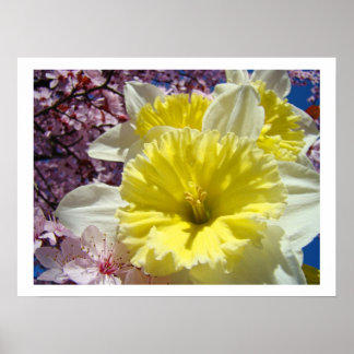 Narcissblommor konsttryck Vår Rosa Blommor Poster